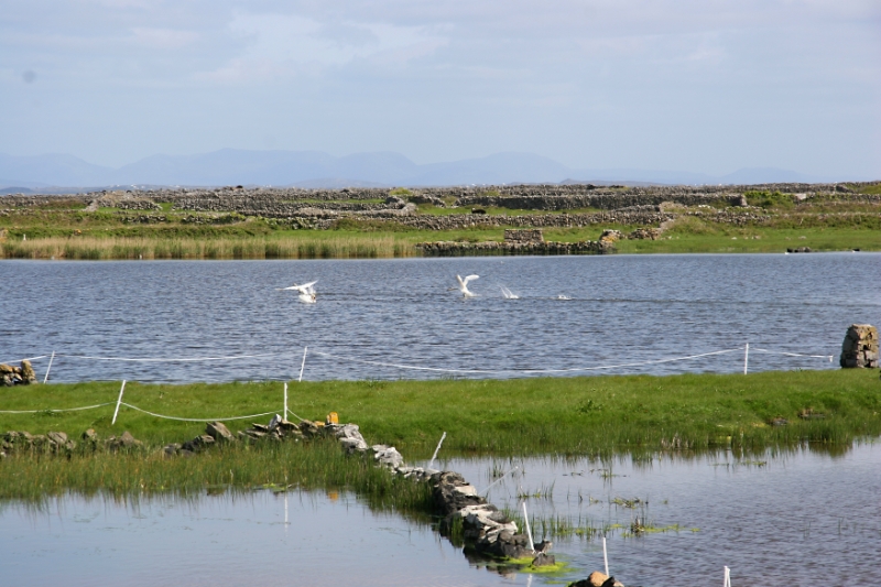 Estuary Ireland 1.jpg
